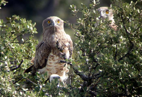 Los ejemplares jóvenes de águila culebrera, obligados a cambiar de dieta durante su migración