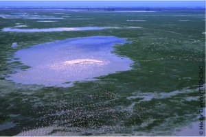 Doñana 21 y la Estación Biológica de Doñana otorgan tres becas de investigación a graduados y posgraduados de la comarca