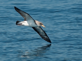 Comienza la campaña de seguimiento de aves marinas en Andalucía