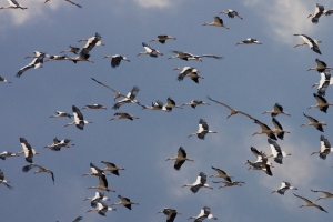 La Fundación Migres inicia el programa de colaboradores en el seguimiento de la migración de aves 2013