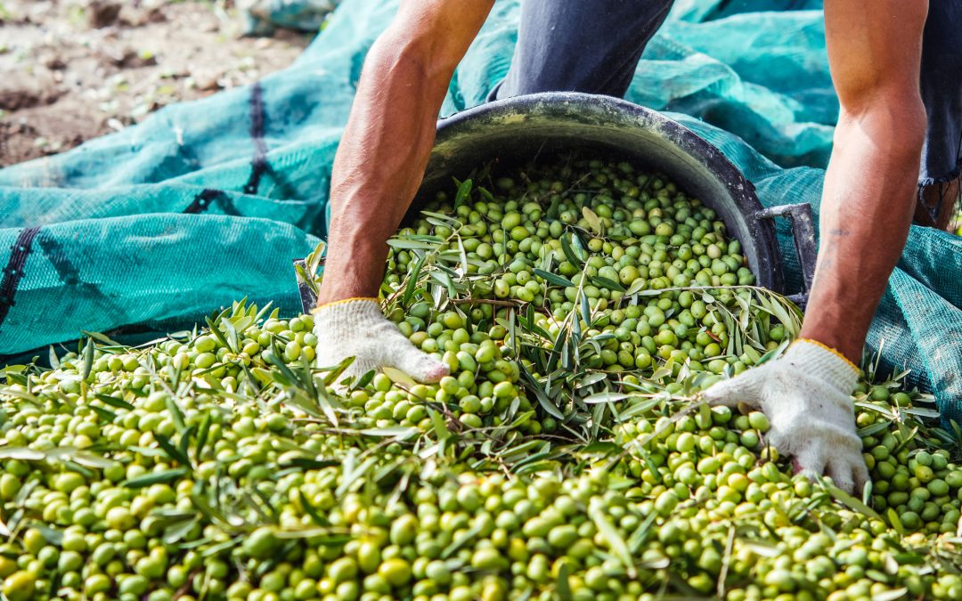 La Fundación CTA lanza el proyecto Atresbio para apoyar el despliegue de la bioeconomíaen Andalucía