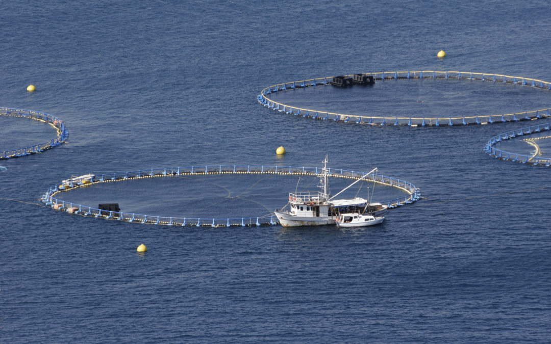 El programa europeo ‘Blue Economy Technology Transfer’ apoyará la comercialización de proyectos de jóvenes investigadores españoles