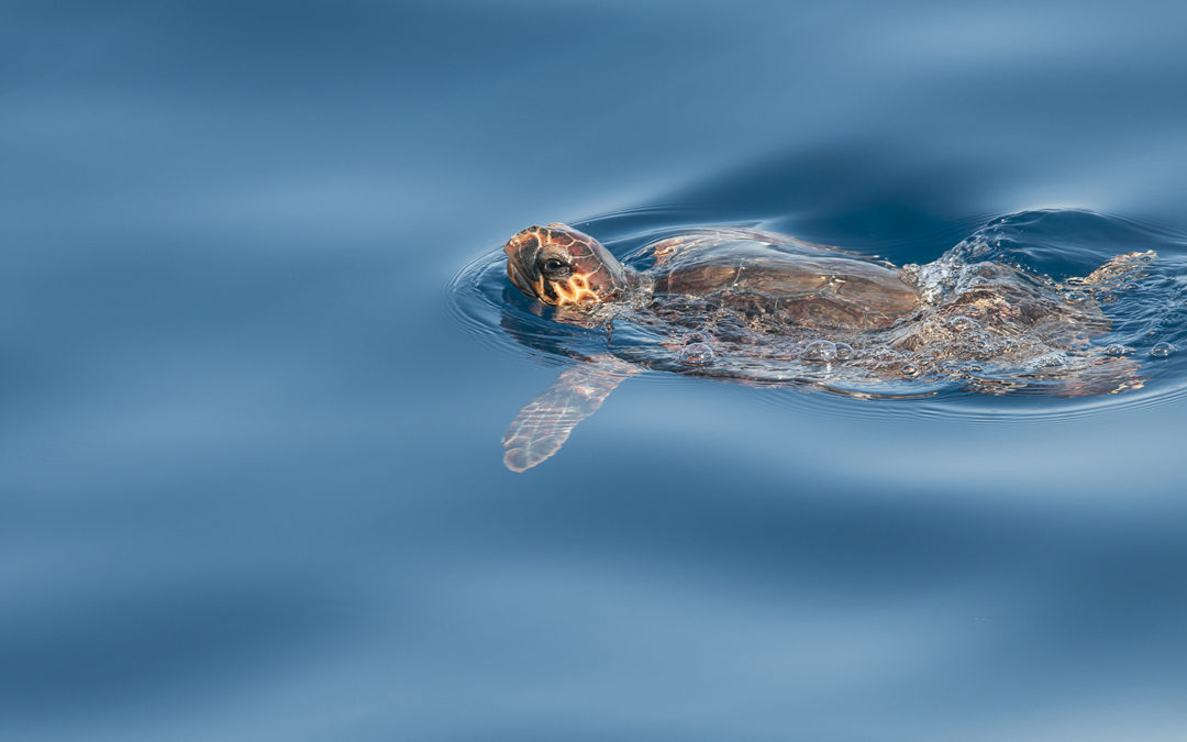 Hombre y Territorio y Fundación Cepsa, unidas por el proyecto ‘SOS Caretta: Pescadores por la Biodiversidad’