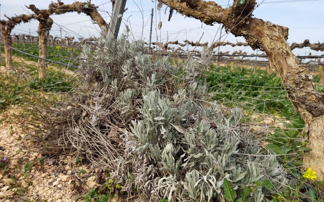 La FSU organiza su segundo seminario profesional sobre “Métodos para el control de plagas respetando la biodiversidad”