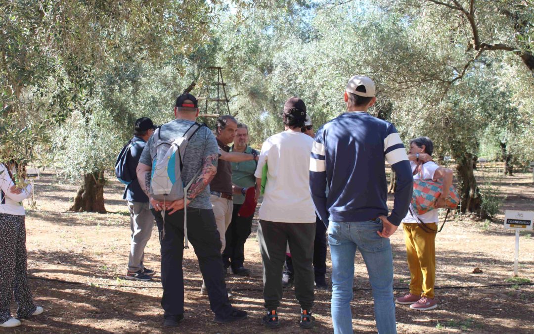 14 vecinos de Palomares del Río (Sevilla) se especializan  profesionalmente en el sector olivarero gracias al programa  Solidarios Coosur